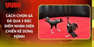 Cách Chọn Gà Đá Qua 3 Đặc Điểm Nhận Diện Chiến Kê Dũng Mãnh