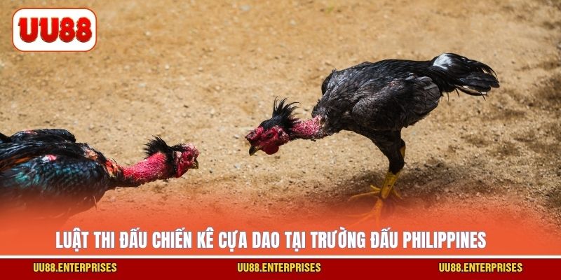 Luật thi đấu chiến kê cựa dao tại trường đấu Philippines